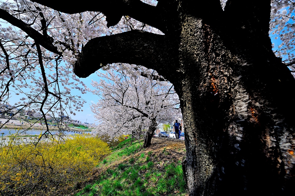 201304190928281869152.무심천_벗꽃_015.jpg