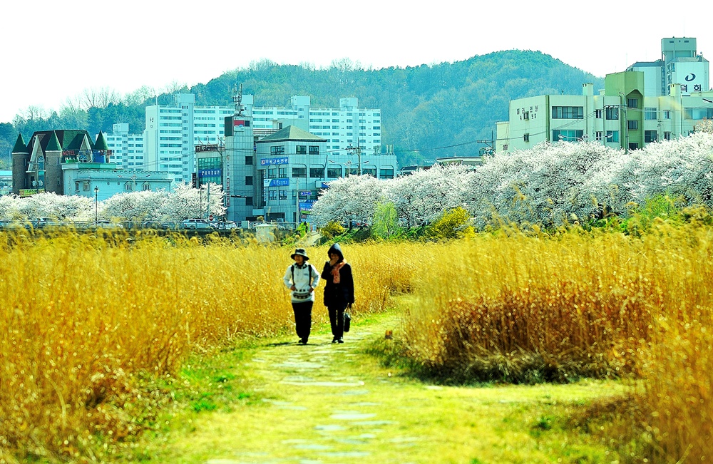 201304190928281869152.무심천_벗꽃_040.jpg